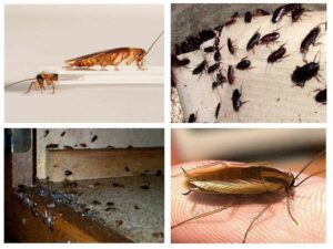 травля тараканов в Химках с гарантией