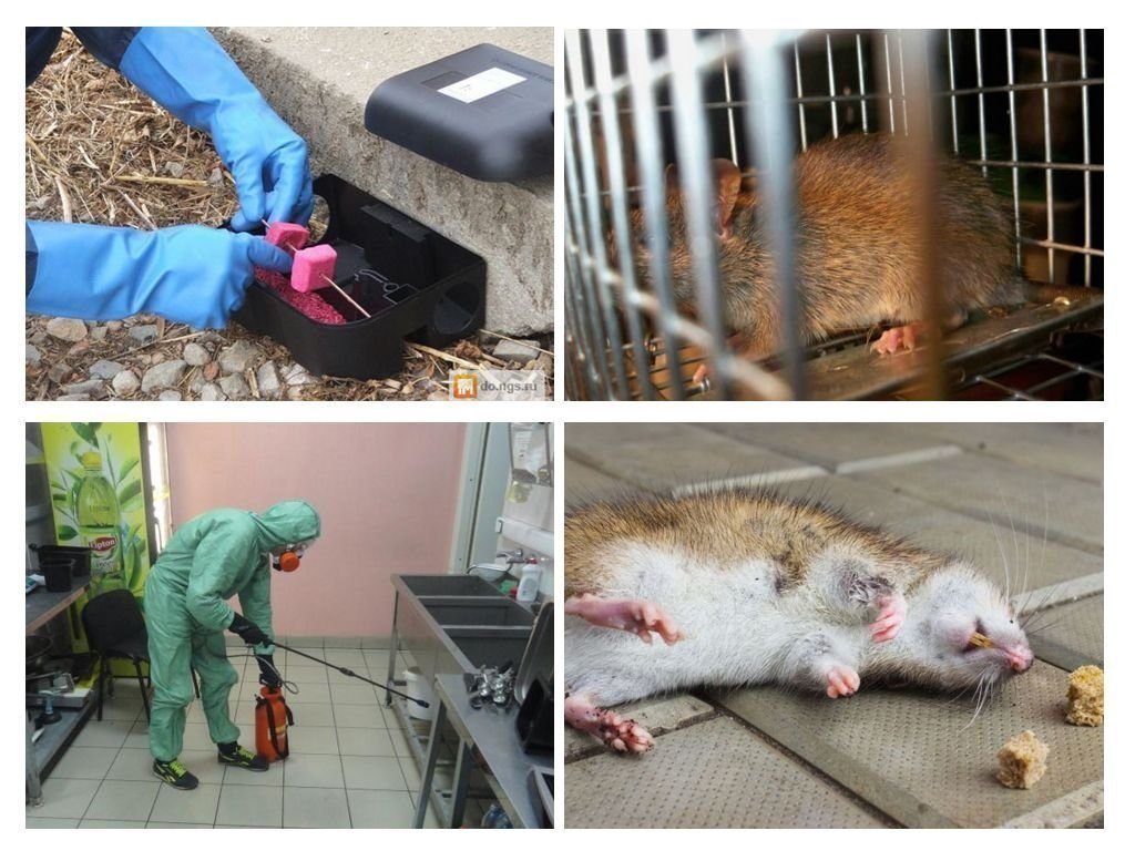 Фирма по уничтожению грызунов, крыс и мышей в Химках