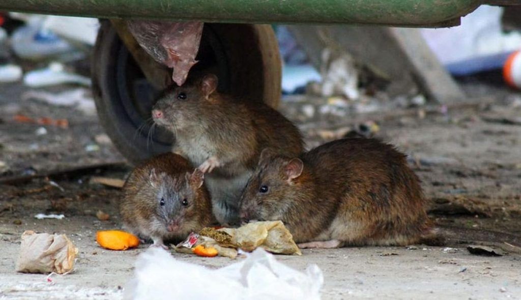 Травить грызунов крыс и мышей в Химках