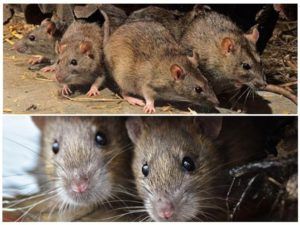 Травить грызунов крыс и мышей в Химках