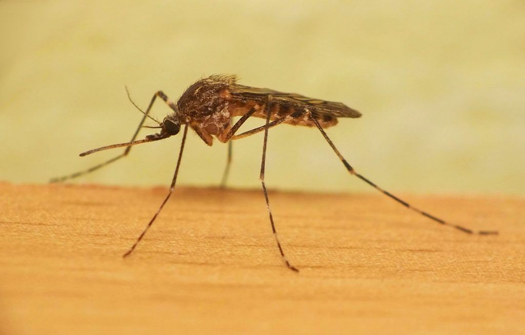 Уничтожение комаров в Химках