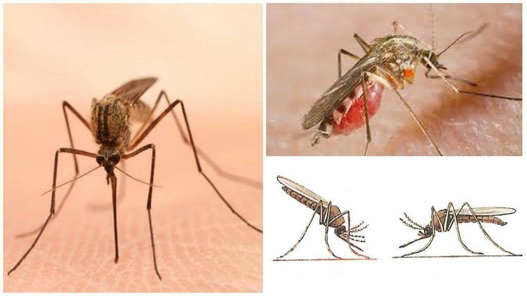 Уничтожение комаров в Химках