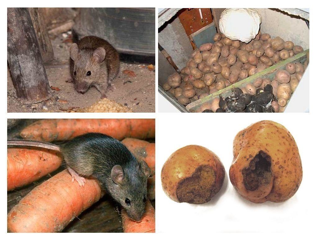 Обработка от грызунов крыс и мышей в Химках