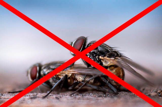Профессиональное уничтожение мух в Химках с гарантией