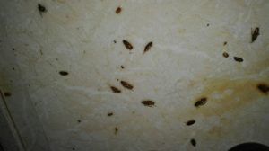 травля тараканов в Химках с гарантией