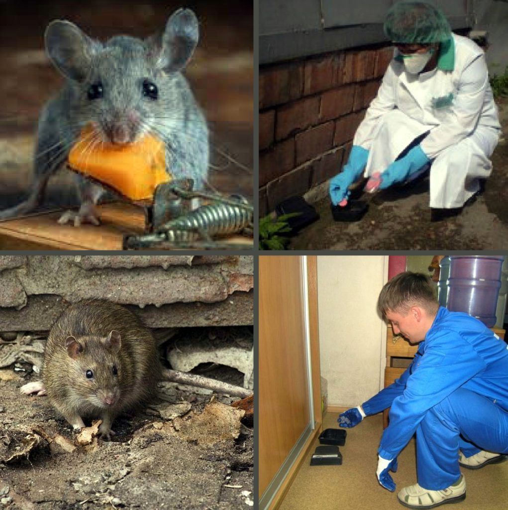 Дезинфекция от грызунов, крыс и мышей в Химках