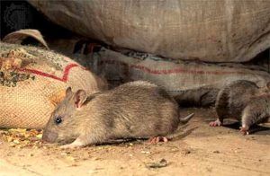Дератизация от грызунов от крыс и мышей в Химках