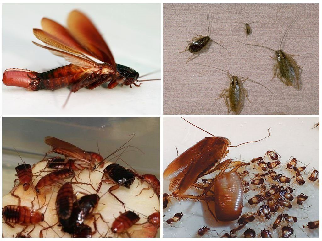 Уничтожение тараканов в квартире в Химках 