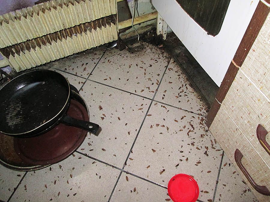 Санэпидемстанция от тараканов в Химках, вызвать, цены